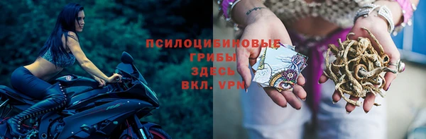 гидра Михайловка